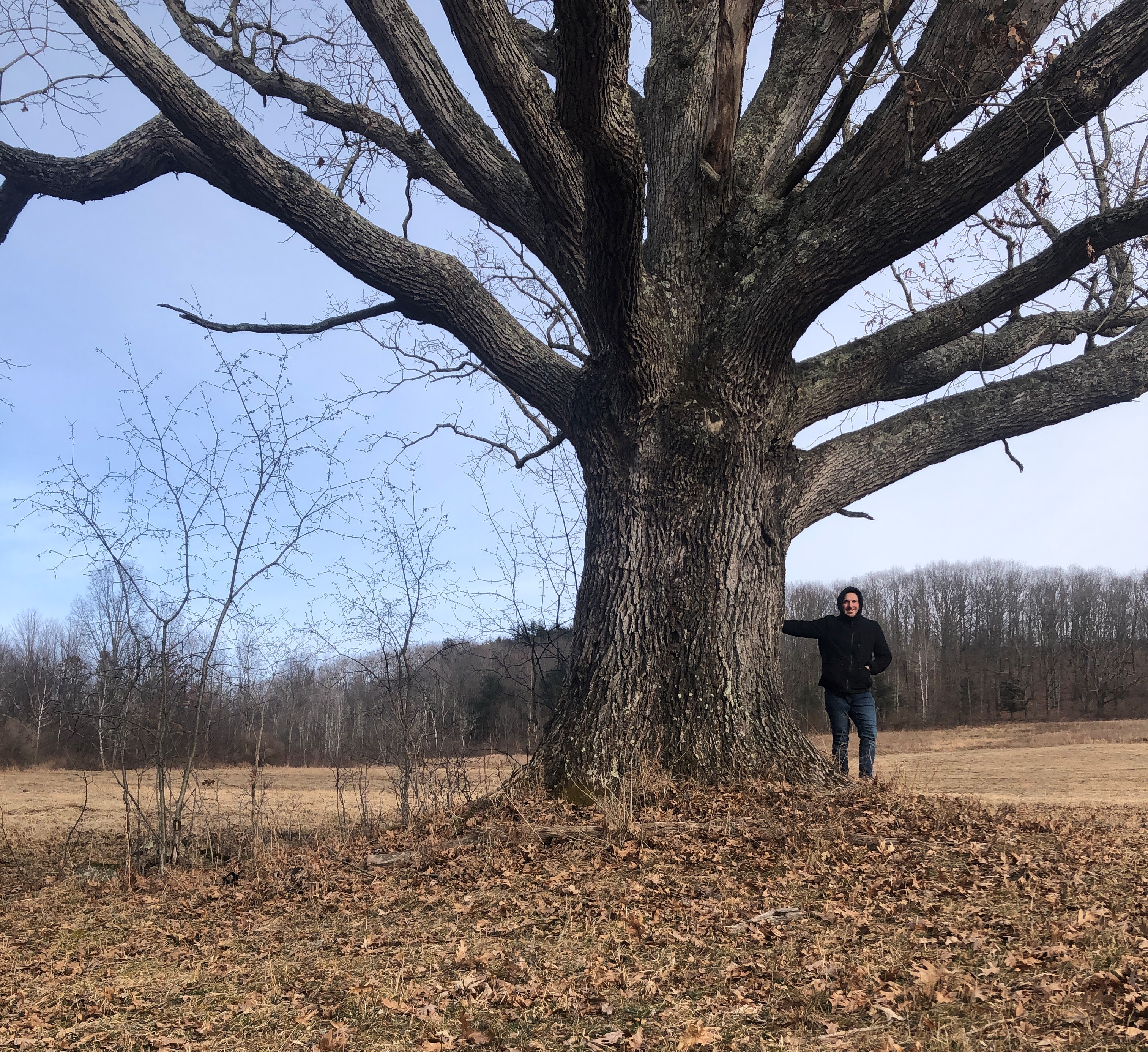 Pennsylvania Big Trees – Big Tree Hunters