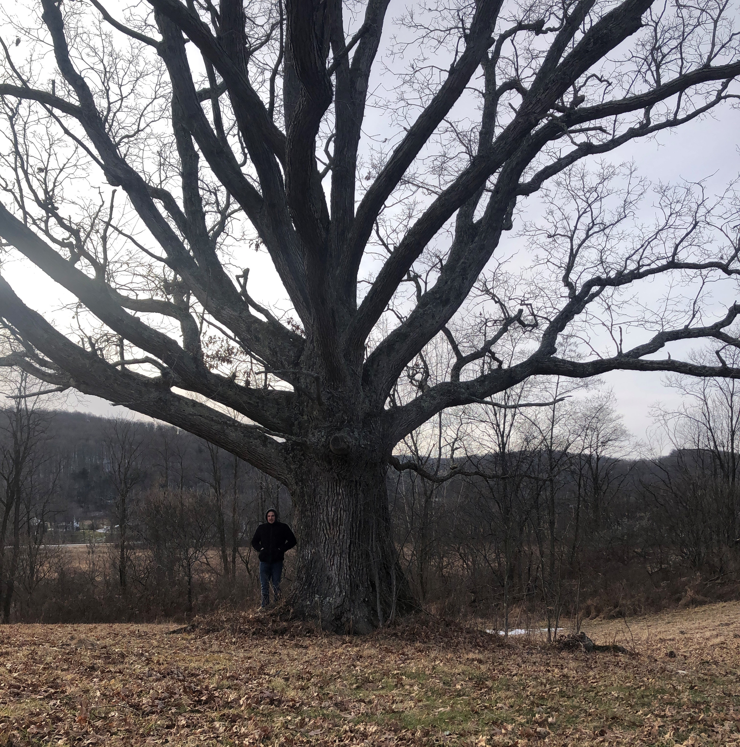 Pennsylvania Big Trees – Big Tree Hunters