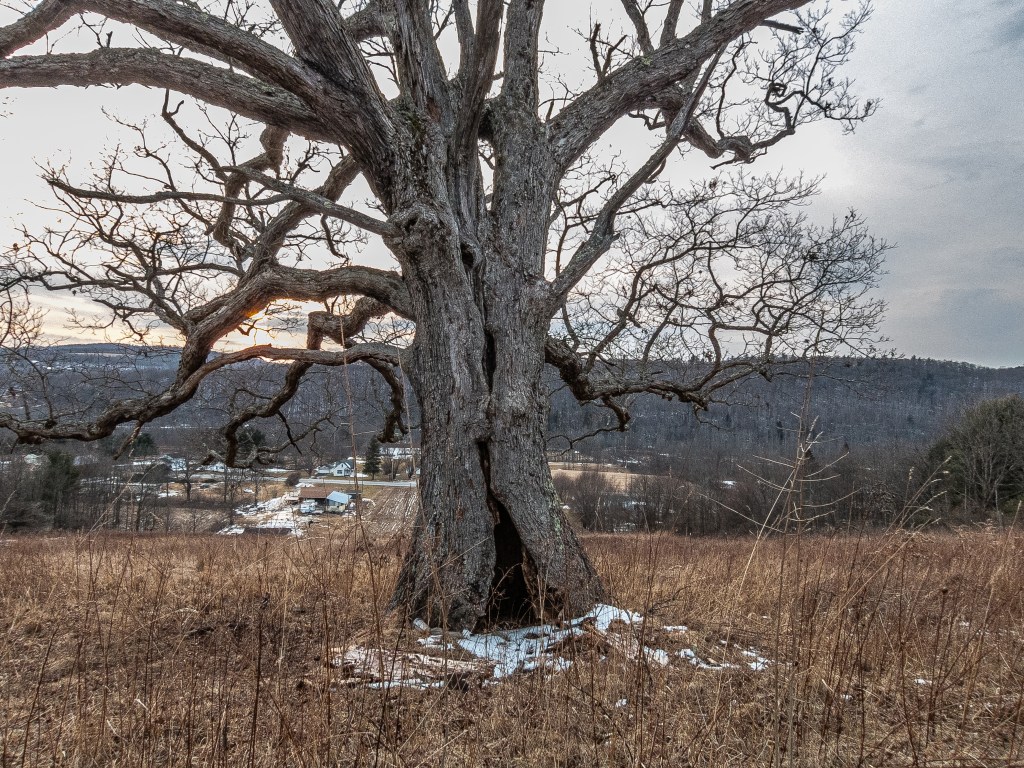 About Big Tree Hunters – Big Tree Hunters