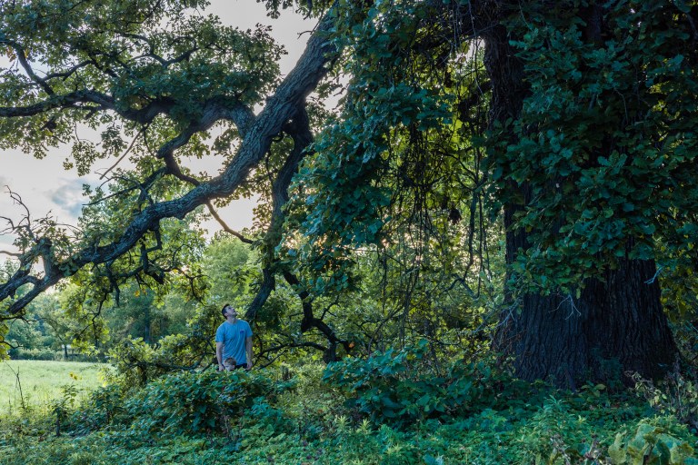 Big Tree Hunters – This website serves as a record of old and ...